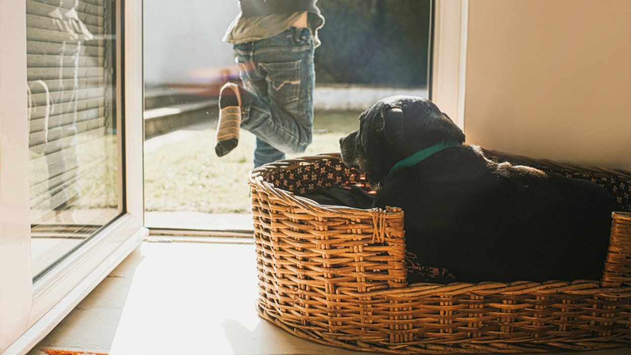 Old black dog lying in a wicker basket at a doorway as a young boy runs past her and out the door into sunny garden.