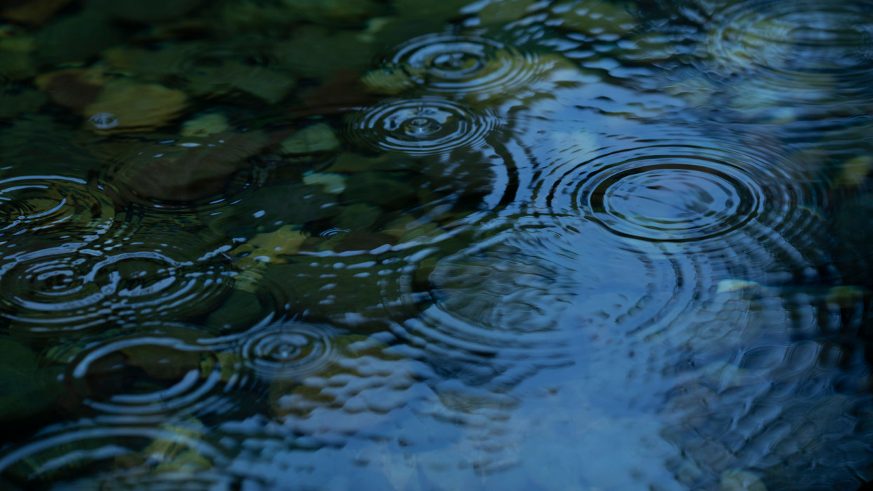 Raindrops fall on the lotus pond cimlapi