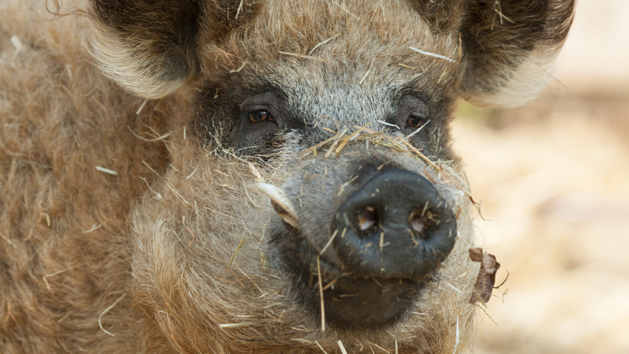 Blonde Mangalitsa close up. The Mangalitsa pig is a hungarian breed of domestic pig. It grows a thick hairy coat similar to that of a sheep.