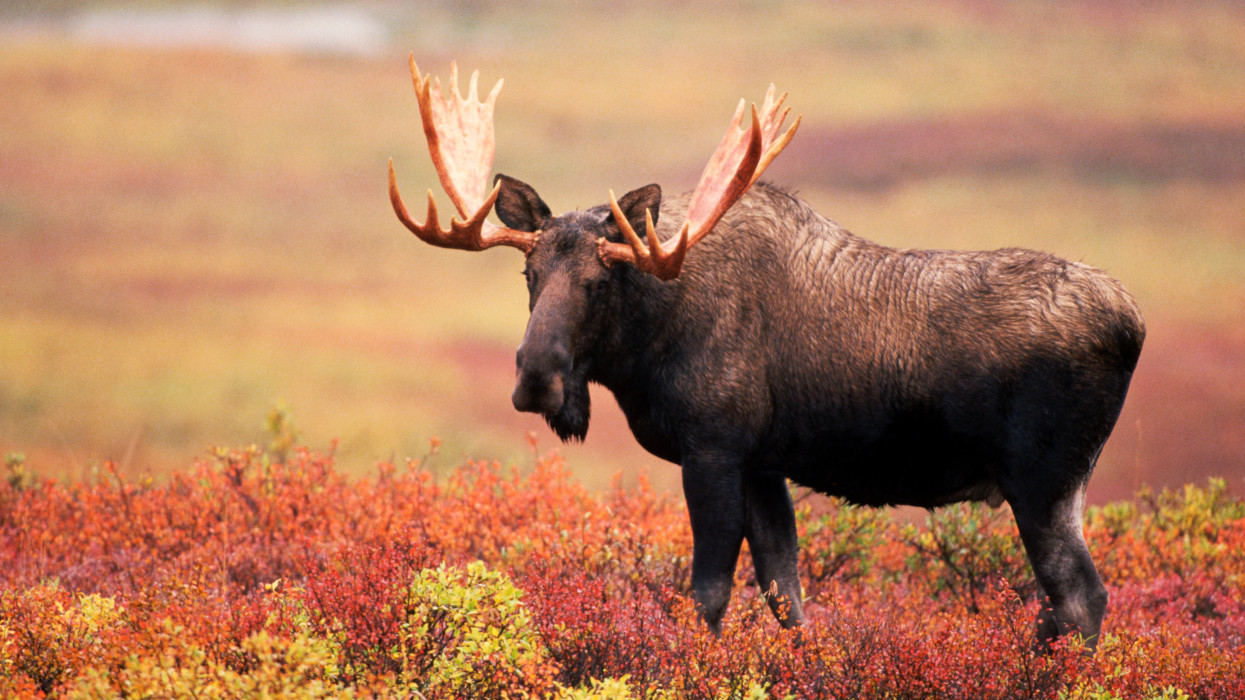 A moose grazes on the fall colored tundra in Denali National Park, Alaska.
