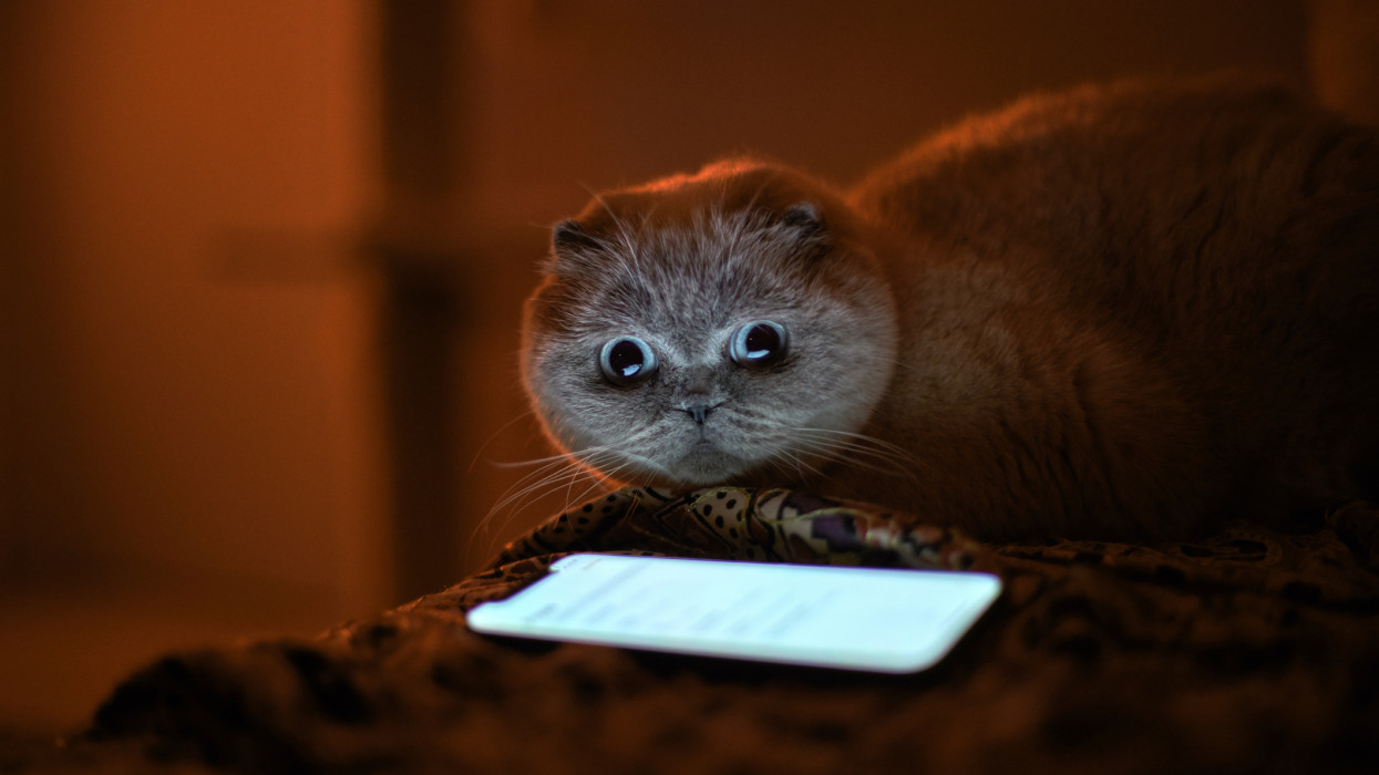 Scottish Fold kitten looking smart phone cimlapi