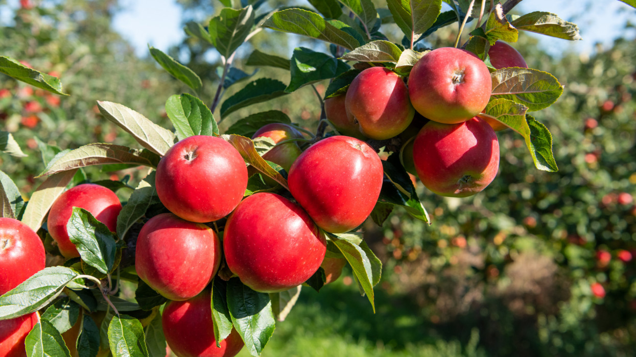 Apple Norfolk Royal (malus domestica) ripe fruit on tree. Norfolk. UK