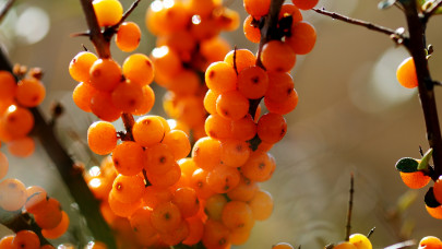 Rengeteg betegségre gyógyír az őshonos magyar növény: szinte bárhol megterem a csodaszer