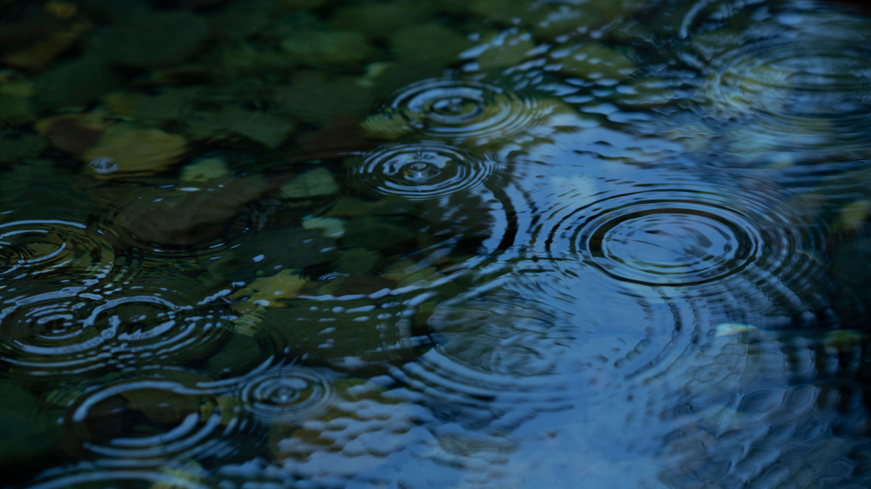 Raindrops fall on the lotus pond cimlapi