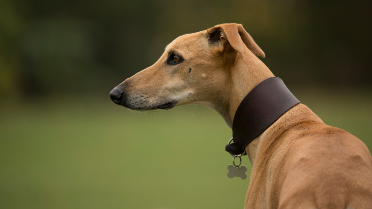A greyhound sitting on a field and looking away