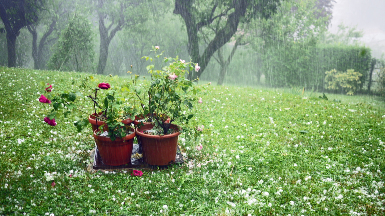 Pouring rain, meadow scattered with hail, damaged roses in flower pots. Italy during a strong summer storm.