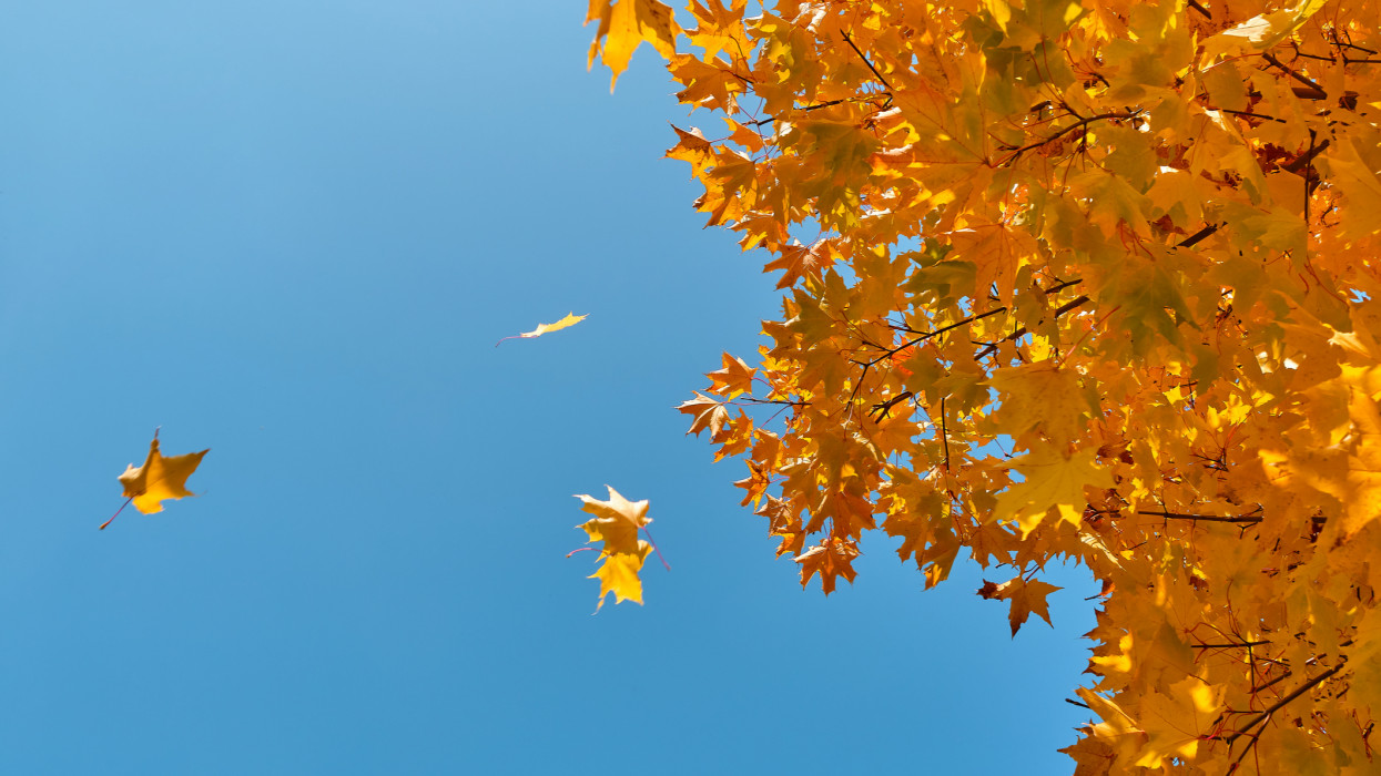 A sprig of maple with Yellow Autumn Leaves, against a blue sky. cimlapi