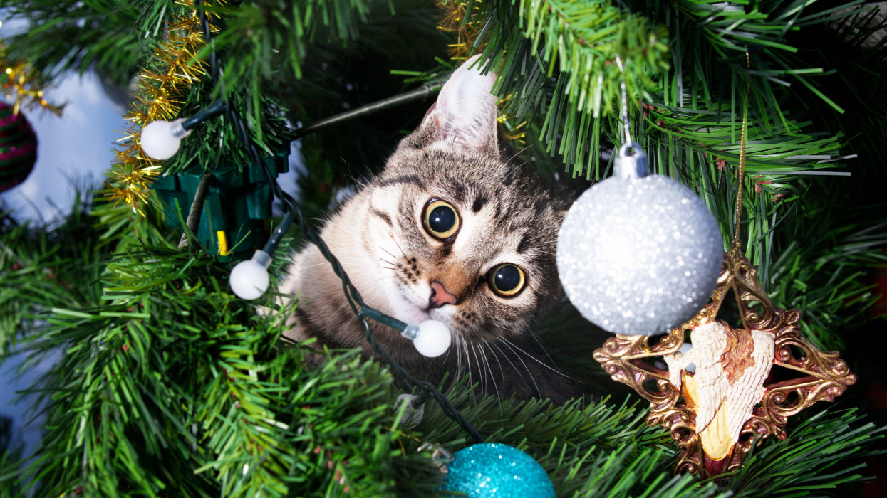 Cat on Christmas tree. Naughty cute kitten. New Year