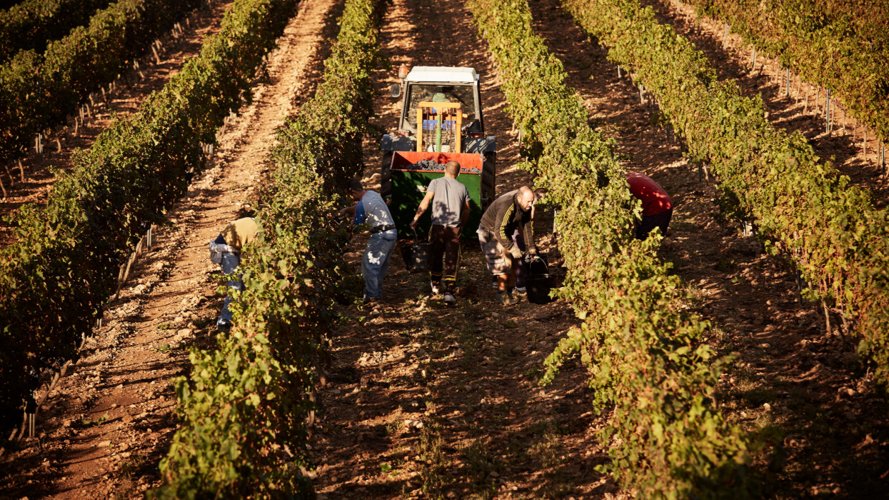High angle view of farmers harvesting grapes together at vineyard