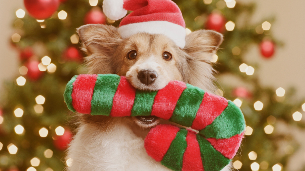 Halálos lehet a kutyák karácsonya: erre mindenképp figyelj, ha megajándékozod a kedvencedet
