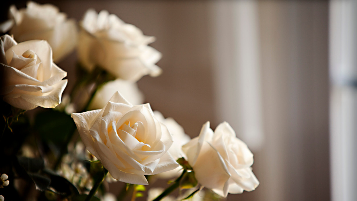 Cut white roses gathered in a flower vase on lit by window light in a home.  Flowers can be used for celebrations, parties or even funerals and memorials. Cream colored roses are featured in a song from the Sound of Music.