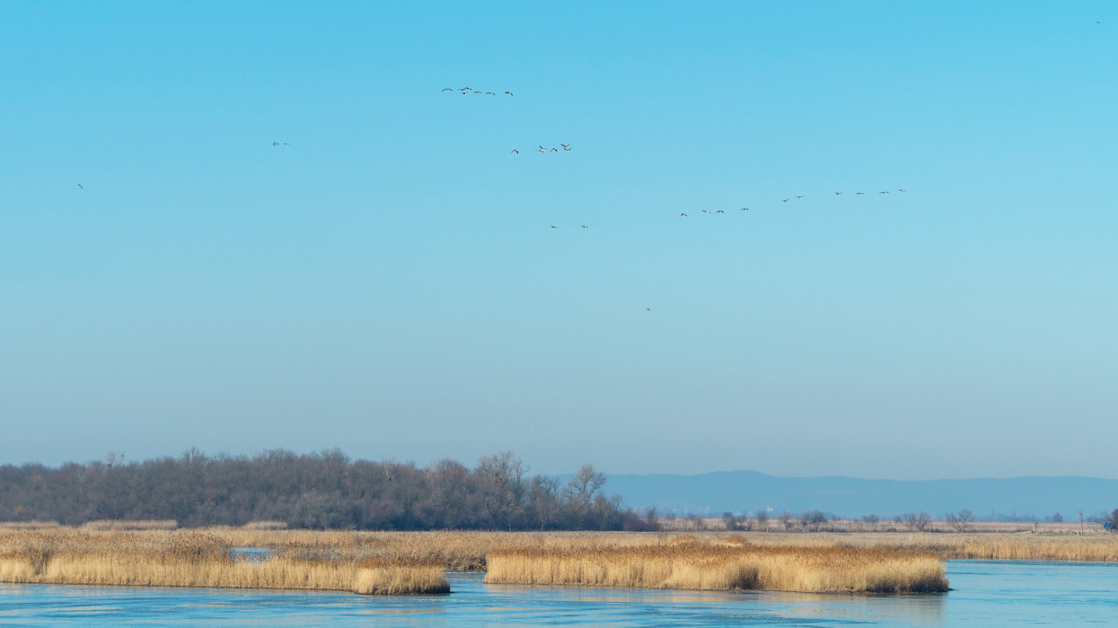 Ferto-Hansag National Park with birds in winter near Fertoujlak, Hungary