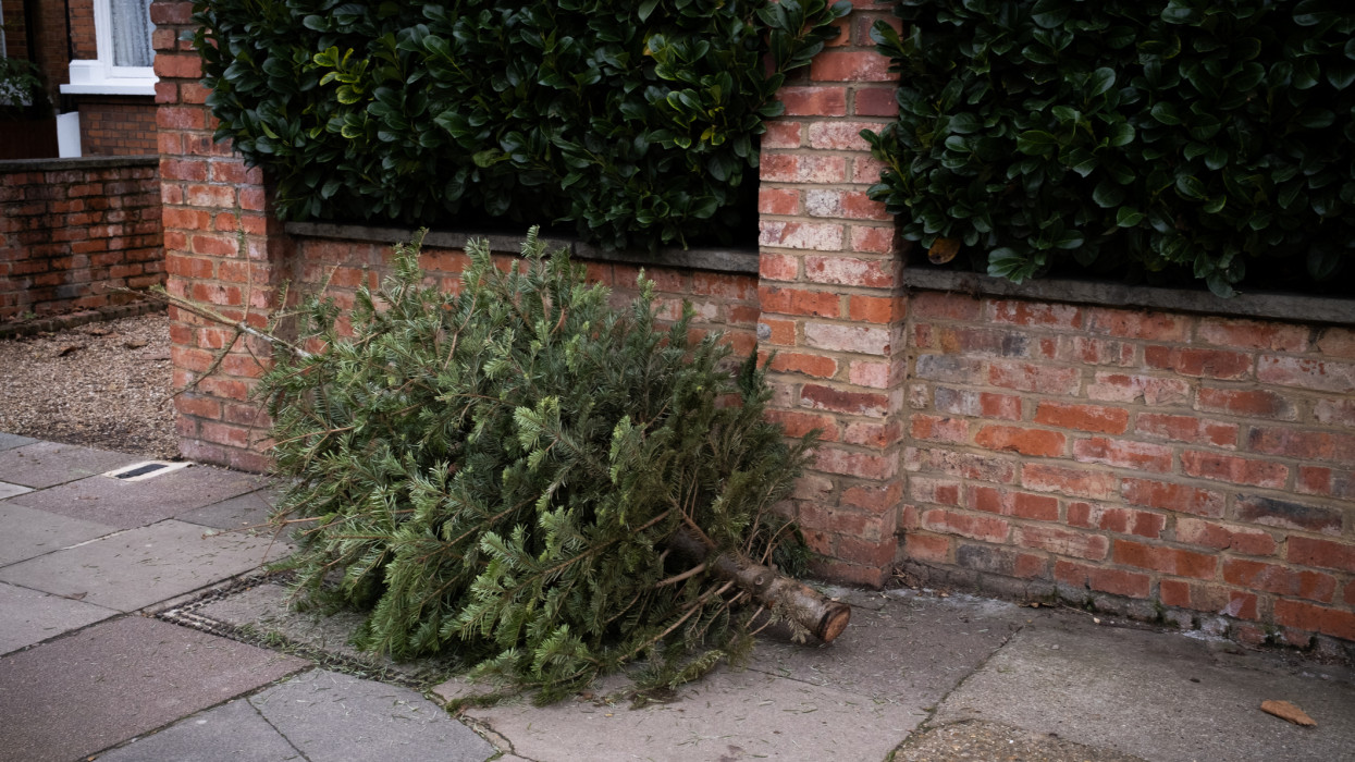 Discarded Christmas tree left out on the pavement