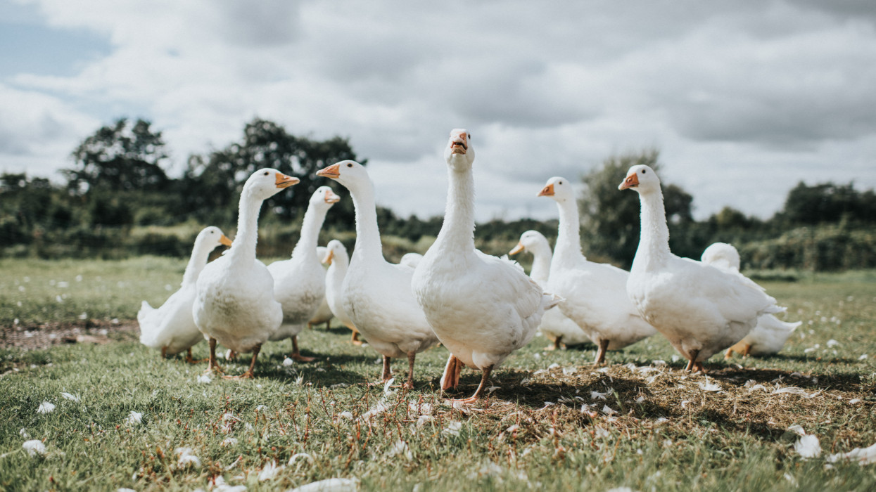 A group of geese on grass