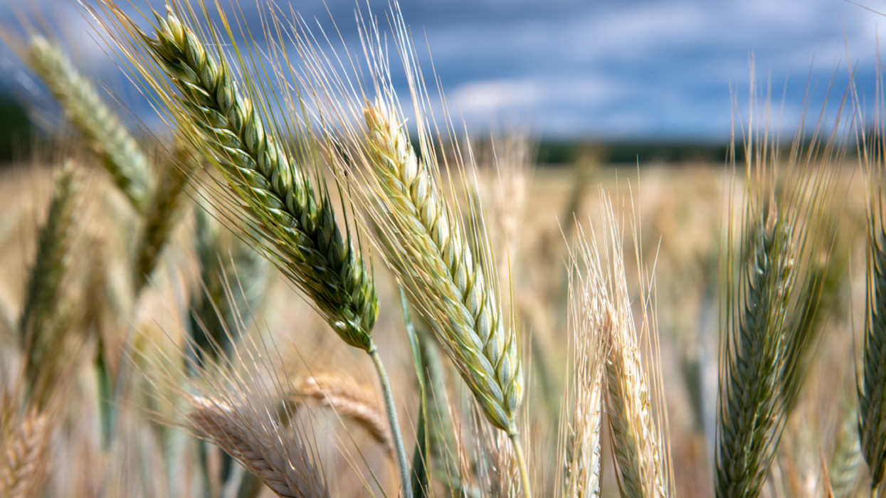 Close-up of heads of wheat (Triticum aestivum) in field, Bialystok, Poland wheat