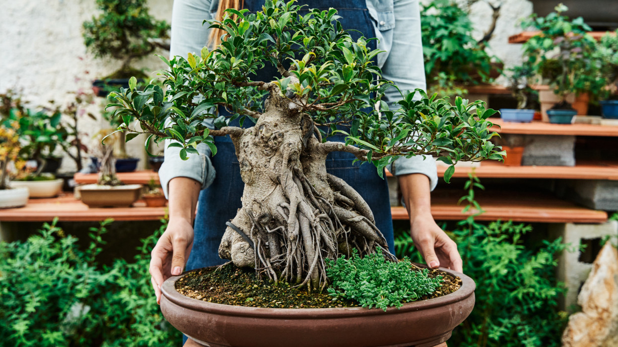 Hands of unrecognizable woman holding a pot with a bonsai tree in a garden nursery. Gardening concept.