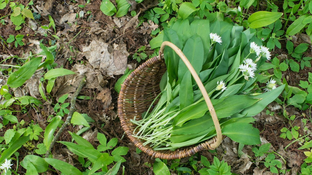 Basket with collected wild garlic in the forest