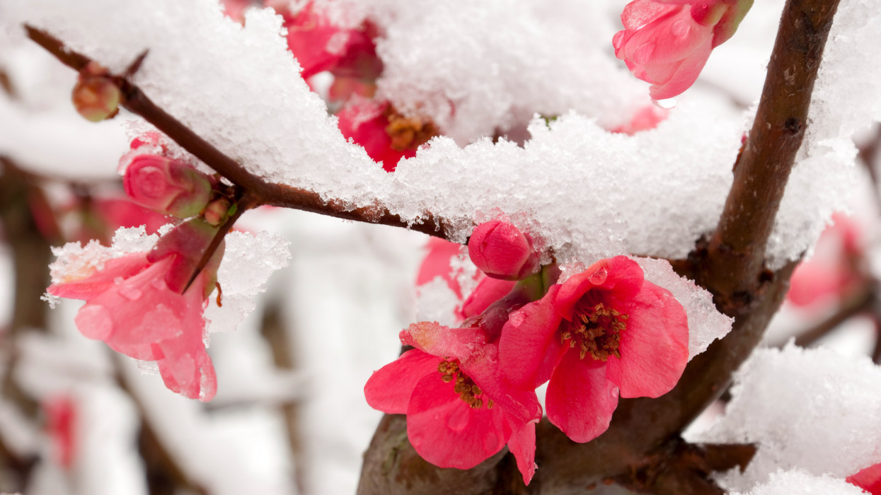 peach flower covered with snow