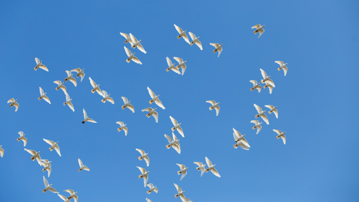 A flock of white doves against the blue sky