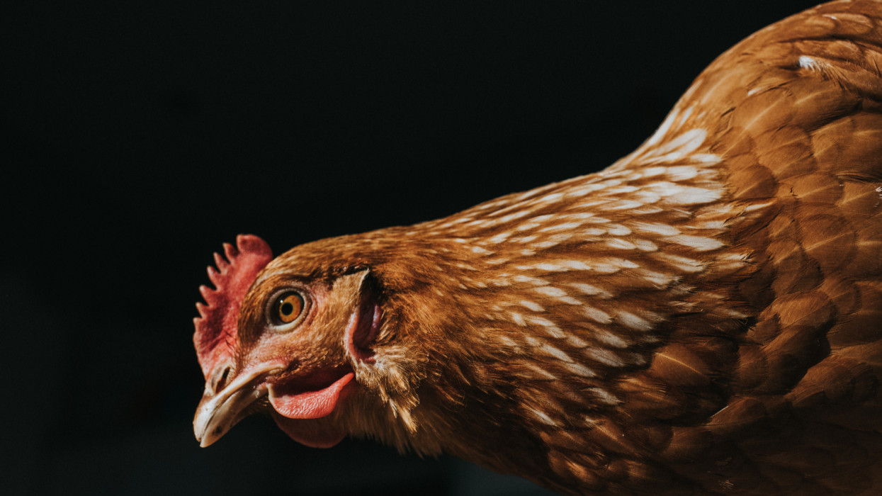 Low angle view of a brown hen. Close-up shows features such as hairs on beak, comb, jowls, nostrils and feathers. Black background provides space for copy.