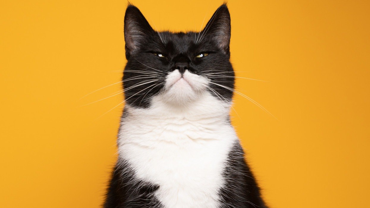 black and white cat making funny face looking similar to batman portrait on yellow background with copy space