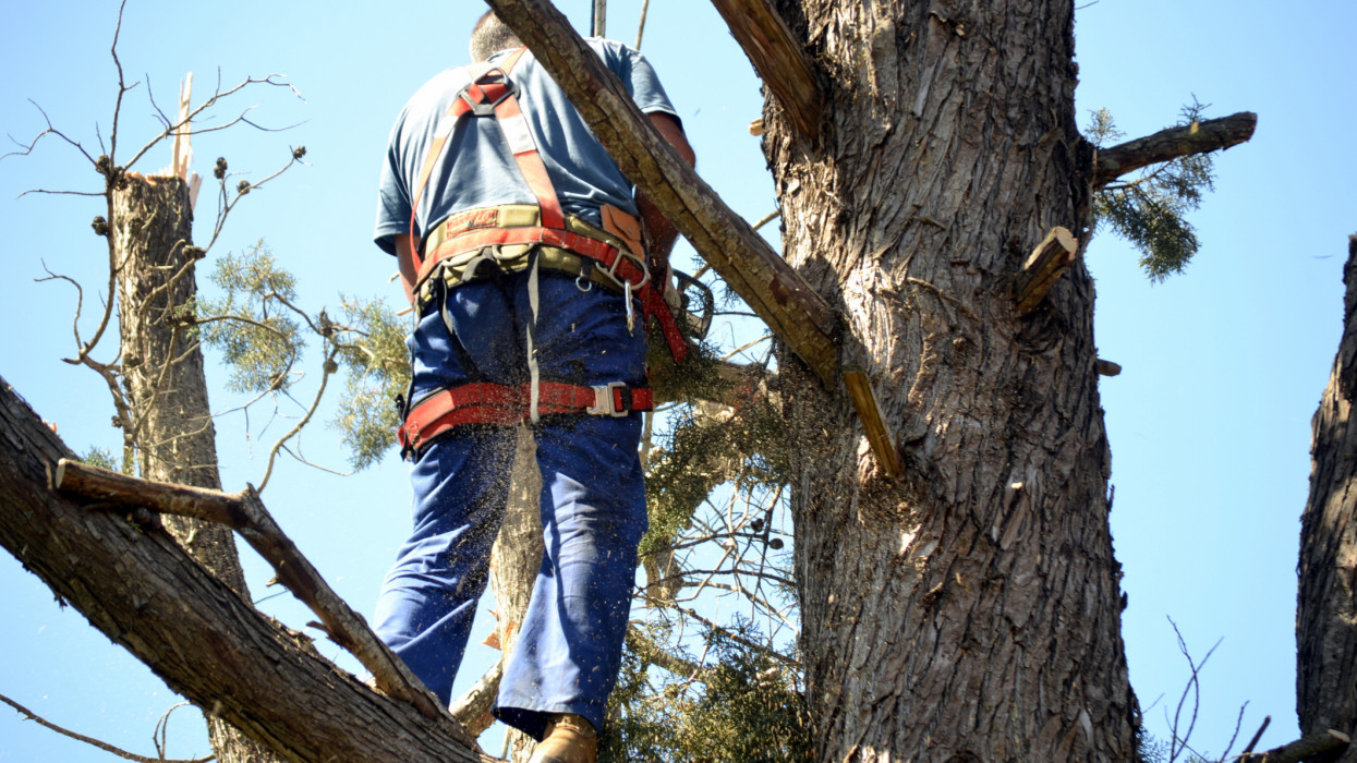Worker pruning a branch of a pine tree with a chainsaw.