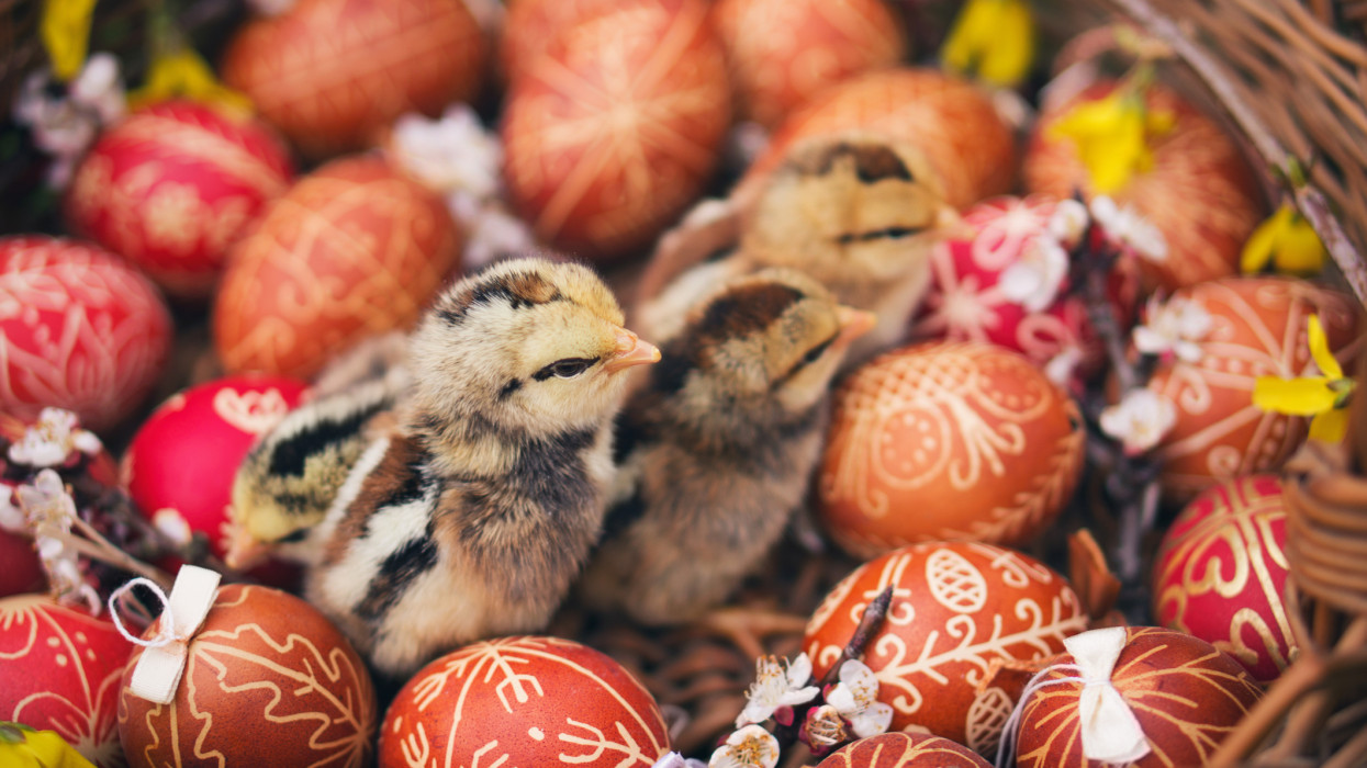 Outdoor photo from Easter Eggs with cute young chickens in a basket