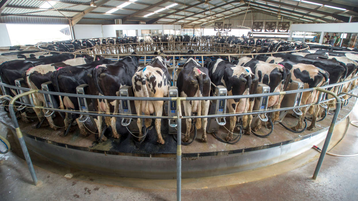 Dairy farm in South Africa, row of holstein dairy cattle being milked in rotary.