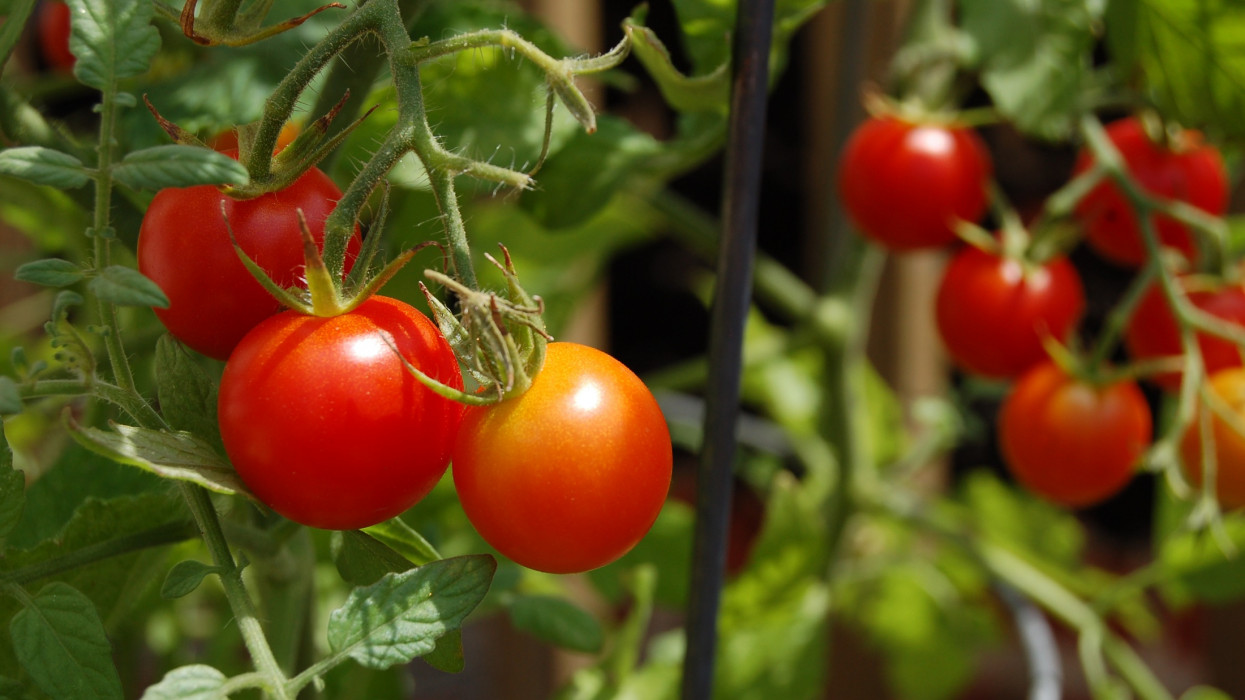 Ripe Red Cherry Tomatoes Growing on a Vine