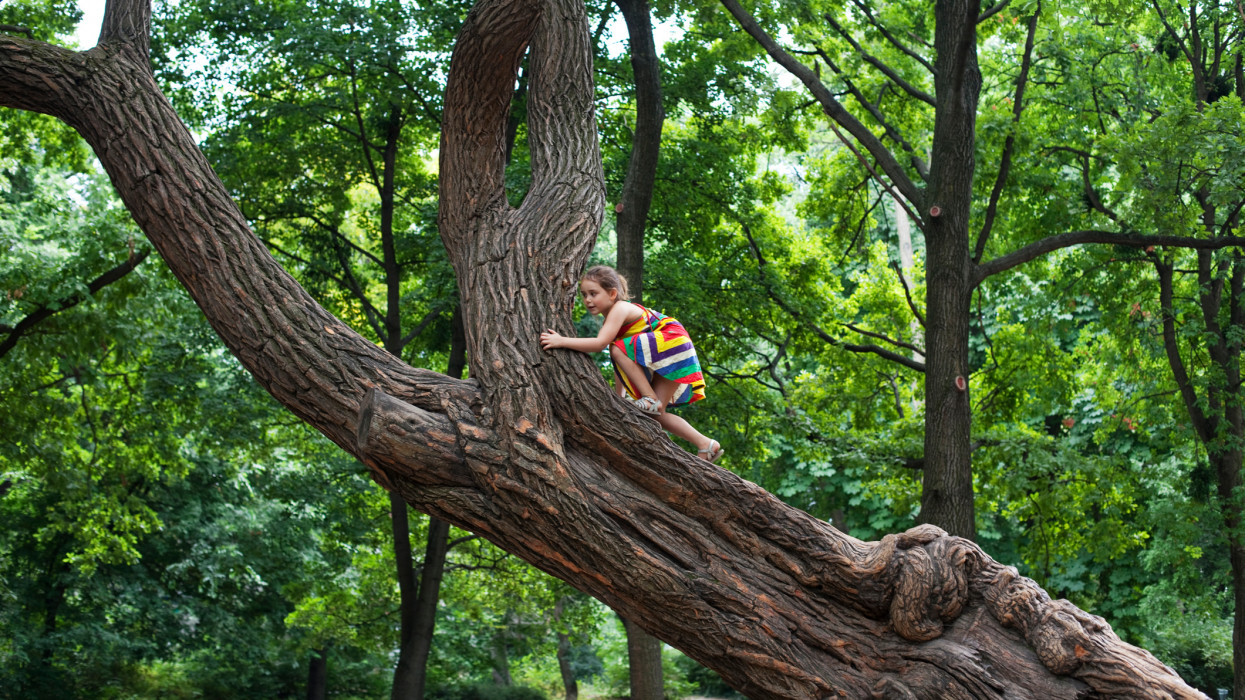 young kid has fun to climb and old and good looking tree