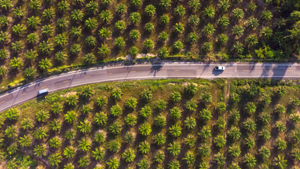 Aerial view of road in center of palm tree plantation