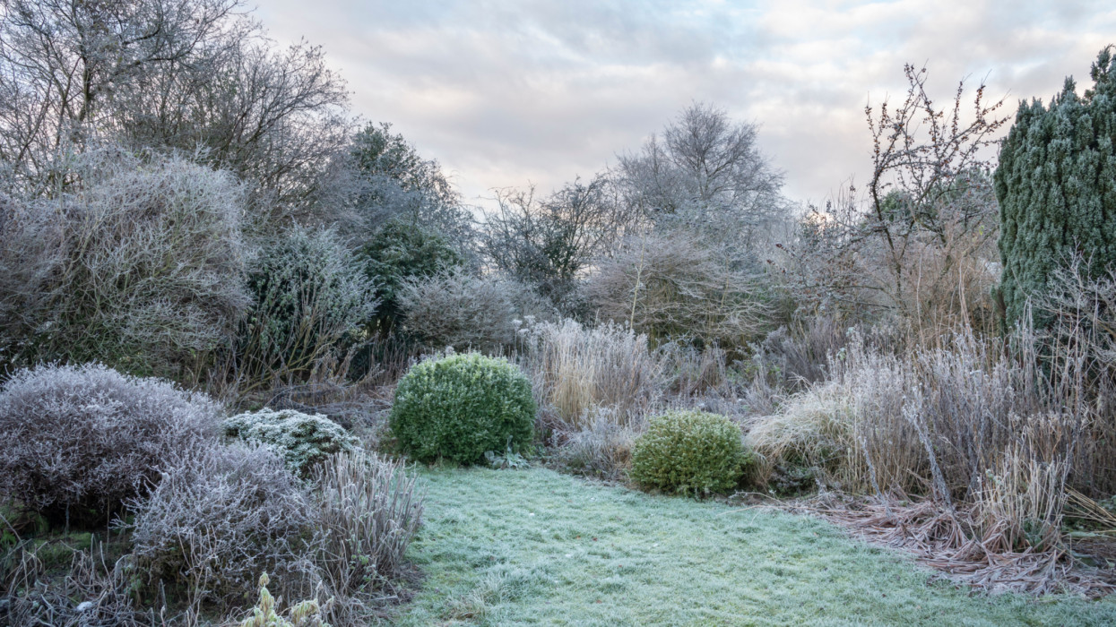Winter in an English cottage garden of mixed trees, shrubs and perennial plants.