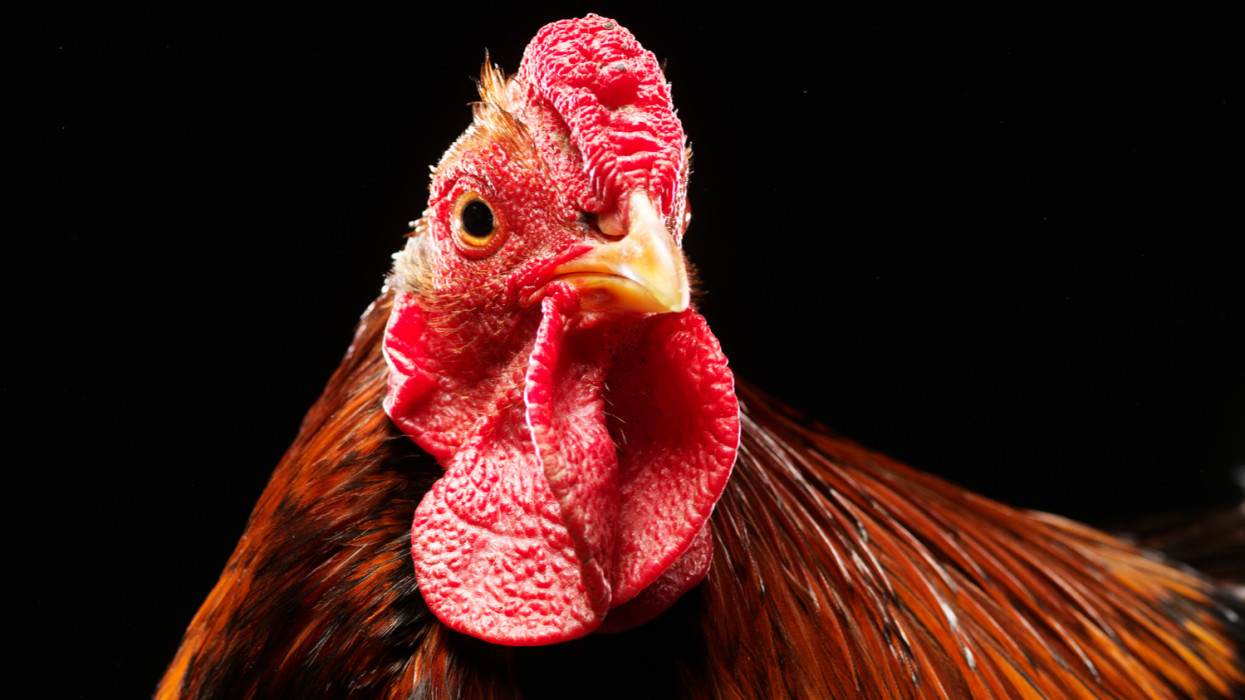 Portrait of Rooster - gallus domesticus, photographed in studio,