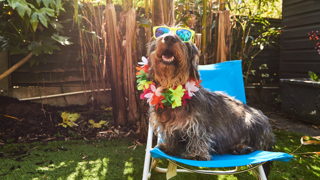 Standard Wire-haired Dachshund relaxing on a warm summers day outside in the sunshine.