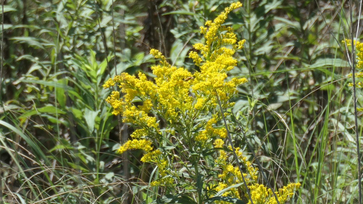 A single plant of Goldenrod/Ragweed which causes allergies in the Fall.