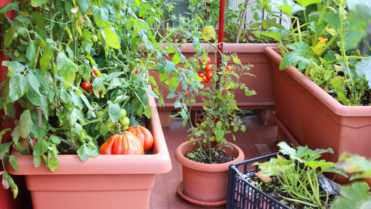 plants of red tomatoes and zucchini in the big pots of an urban garden in the balcony of the house in the city