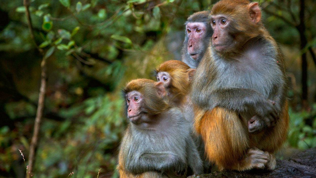 Rhesus Macaque family looking to one direction in Zhangjiajie National Forest Park, China