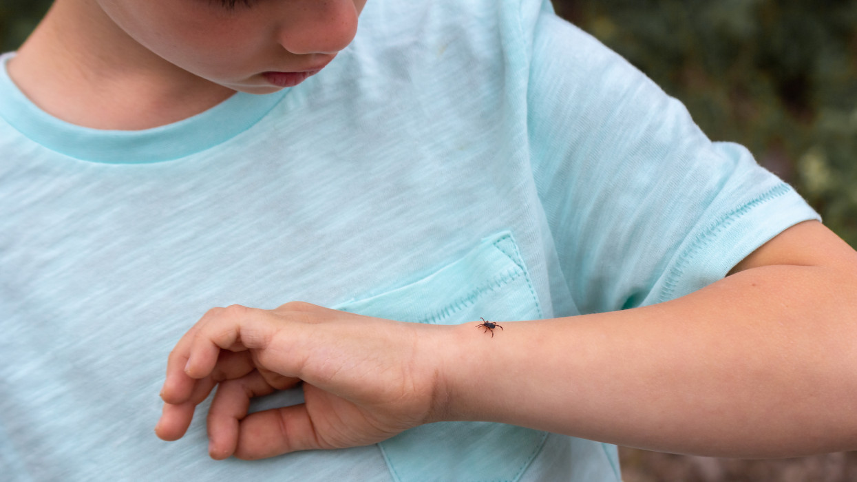 An encephalitis forest tick is crawling along the hand of a frightened child. Danger of being bitten by an insect crawling on human skin