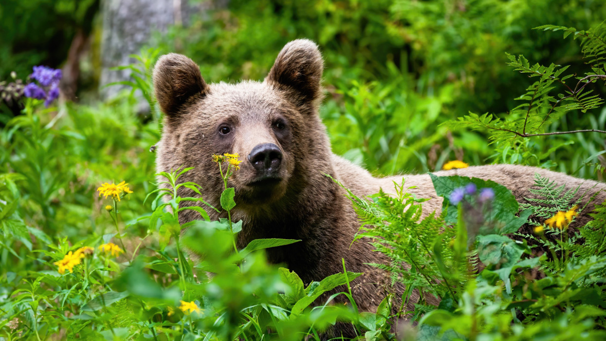 Majestic brown bear, ursus arctos, standing in greenery and observing surrounding. Wild animal in the nature from close up. Mammal in flowers from front view.