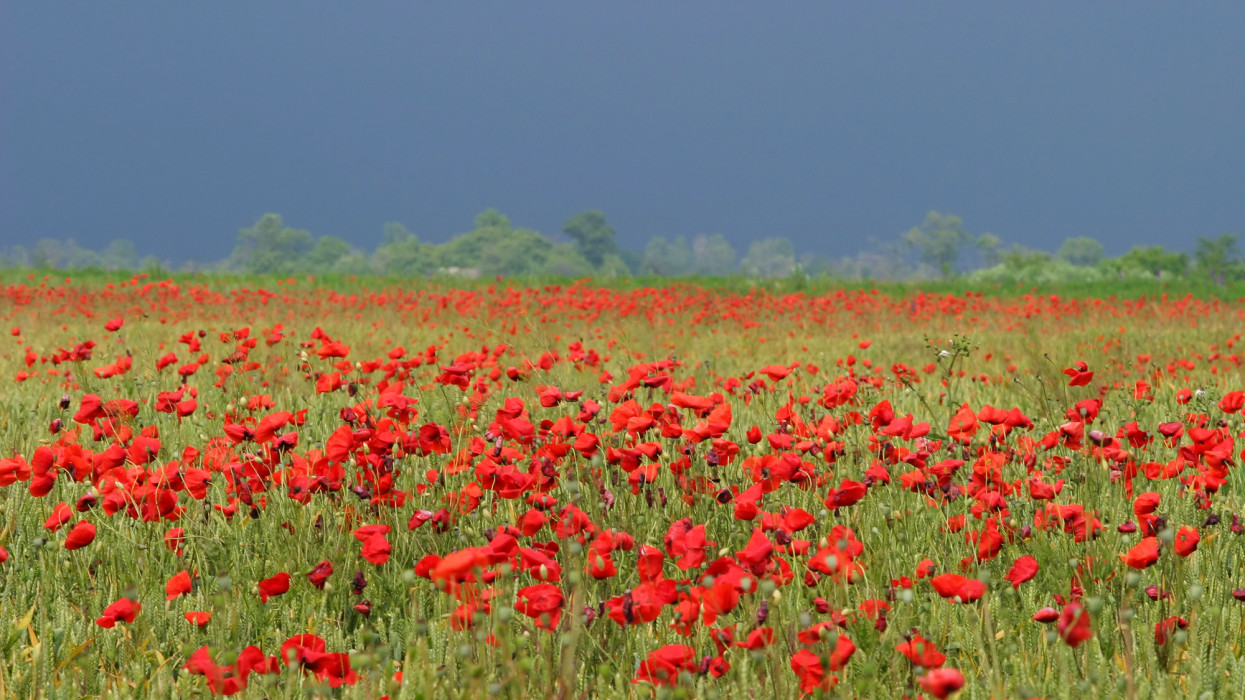 Poppies in wheat field, wind blow the petals, dark storm clouds in the background. Hungarian landscape. country