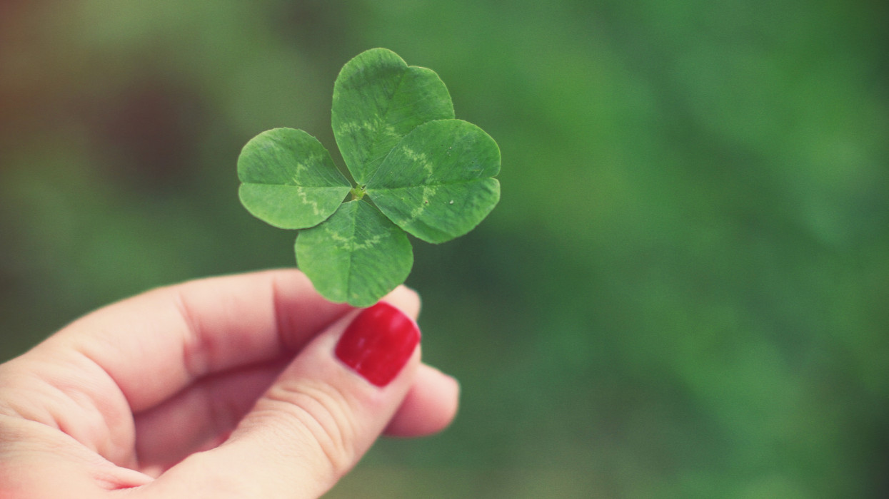 Womans hand with red nail polish holding a four leaf clover.