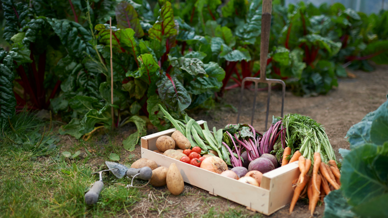 A freshly picked selection of organic vegetables placed in a box on a small allotment.
