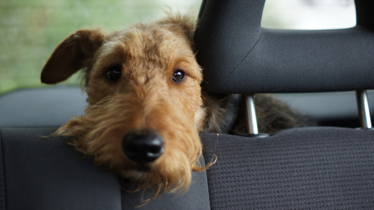 Dog waiting in car looking through seat.