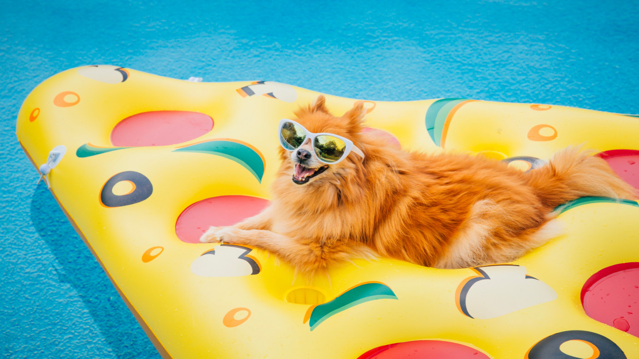 Pomeranian dog on pool float. Dog wearing sunglasses, dog on vacation, floating in a swimming pool on a pizza shaped pool raft. Conceptual image for relaxation, Labor Day, Memorial Day, Fourth of July, and summer fun.
