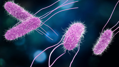 Hogy néz ki a szalmonella baktérium és mik a szalmonella tünetei?
