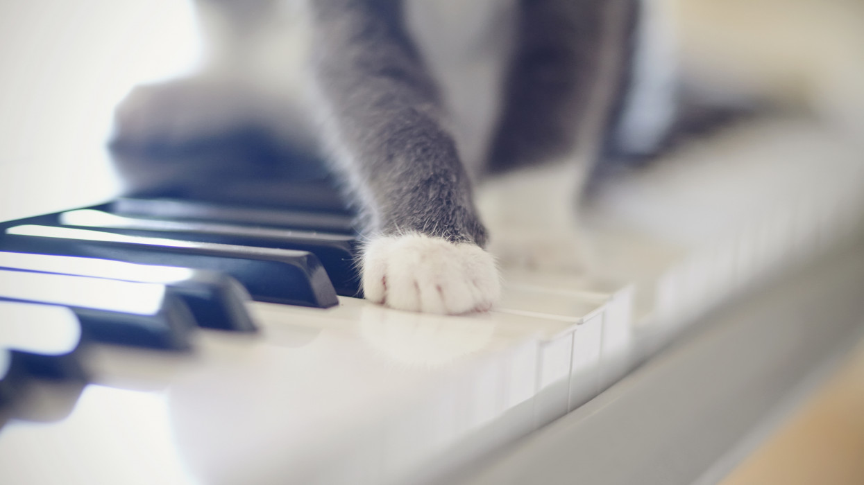 White paws of a gray cat on synthesizer keys. piano digital