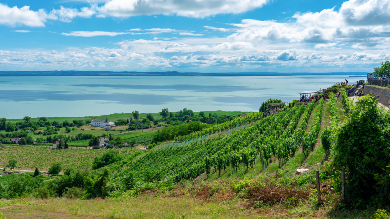 beautiful view of Lake Balaton with vineyards from the Badacsony hill .