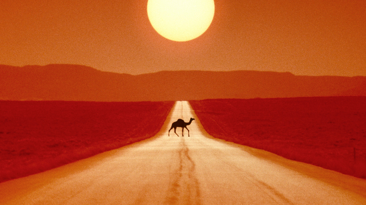 Camel crossing desert road.