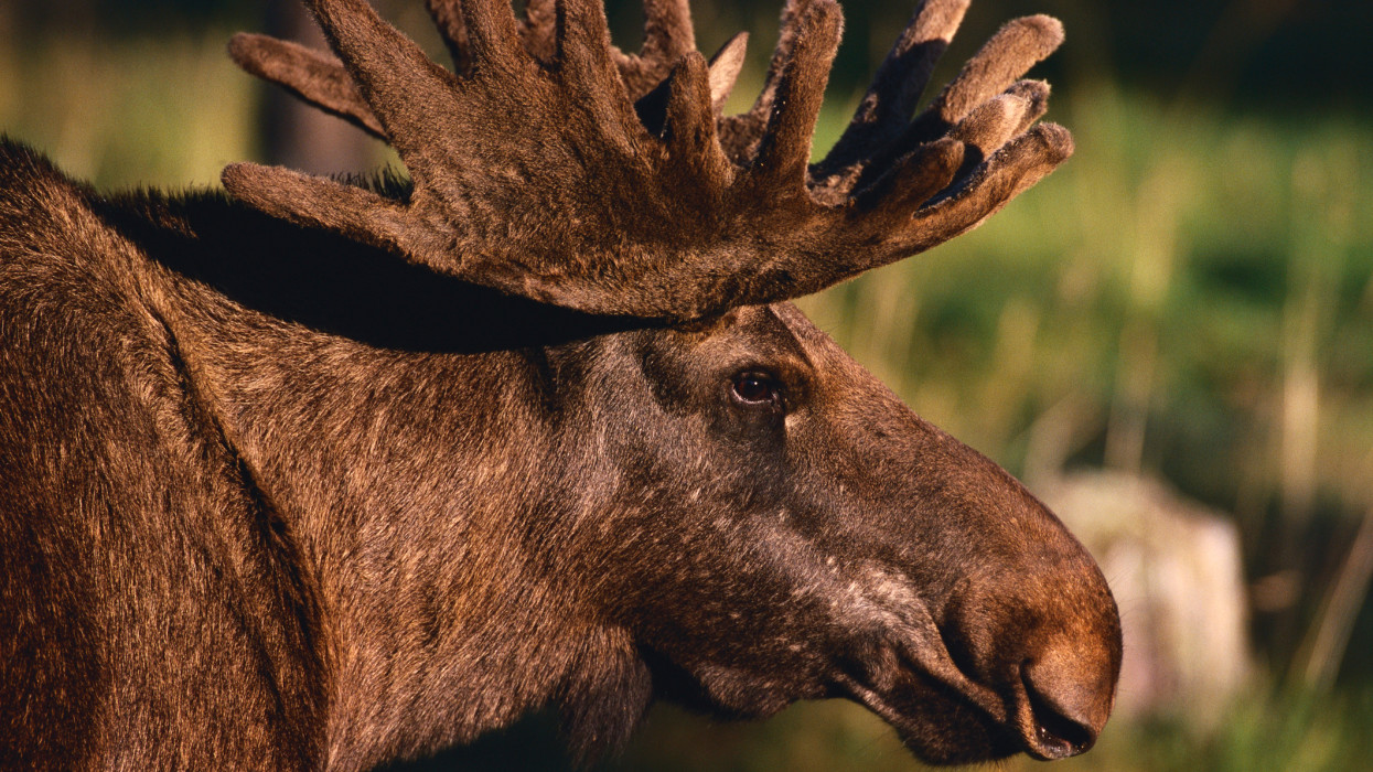 A European moose bull displays his furry antlers. | Location: Vasterbottens County, Sweden.