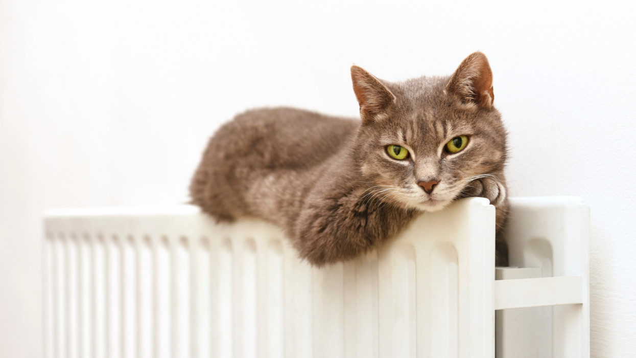 Close up of a cat sat on top of a radiator